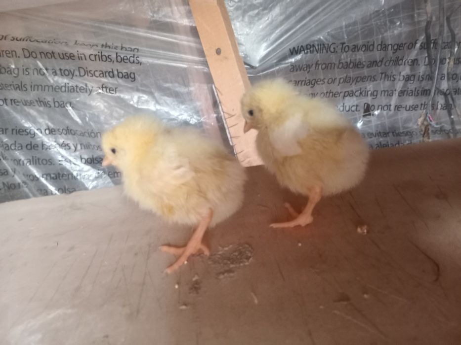 Jójala sotiladi òrdak