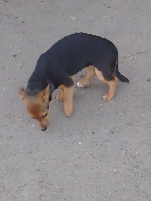 Щенок в добрые руки