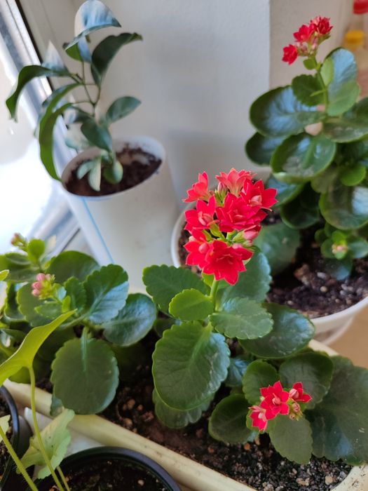 Коланхое, комнатные цветы