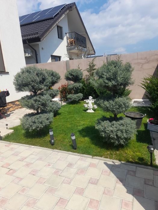 Amenajări grădini Tuia Spirale Tei Brazi de evenimente