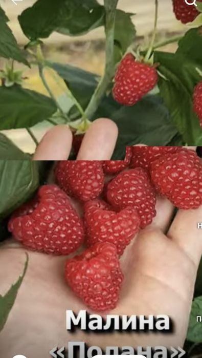 Малина палана гибрид
