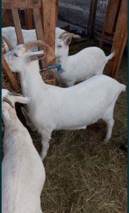 Vand capre, ieduțe și țapi din rasa SAANEN!