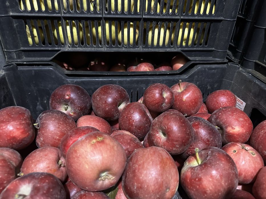 Продам яблоки «американка», местная.