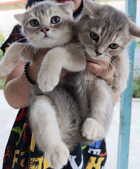 Продаются котята Скоттиш фолд