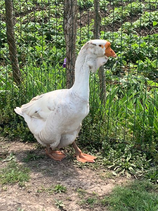 Animale de vânzare