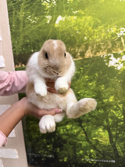 Кролик мини, домашний. 4 месяца
