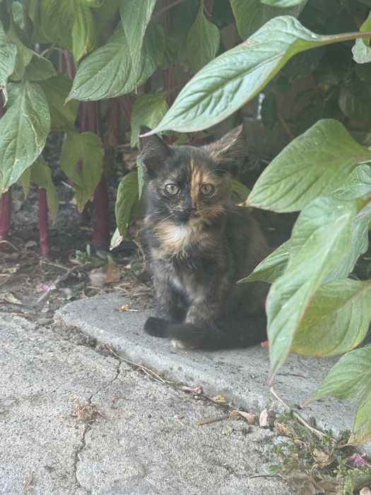Pui de pisica spre adoptie