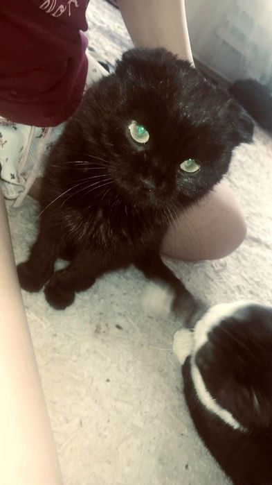 К продаже котенок-мальчик в эффектном черном окрасе (solid black).

•