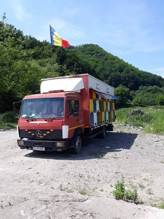 Camion apicol stupii