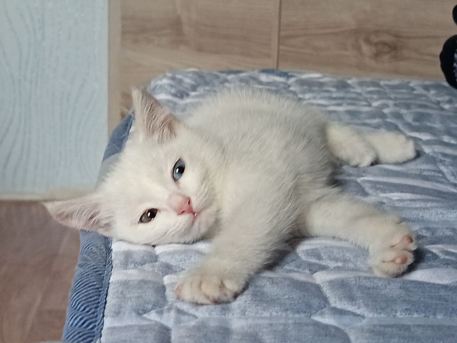 Котенок девочка белая