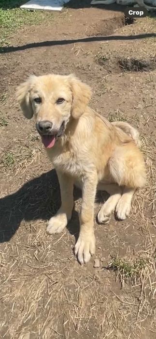 ofer spre adoptie doua cateluse talie mare de 9 luni