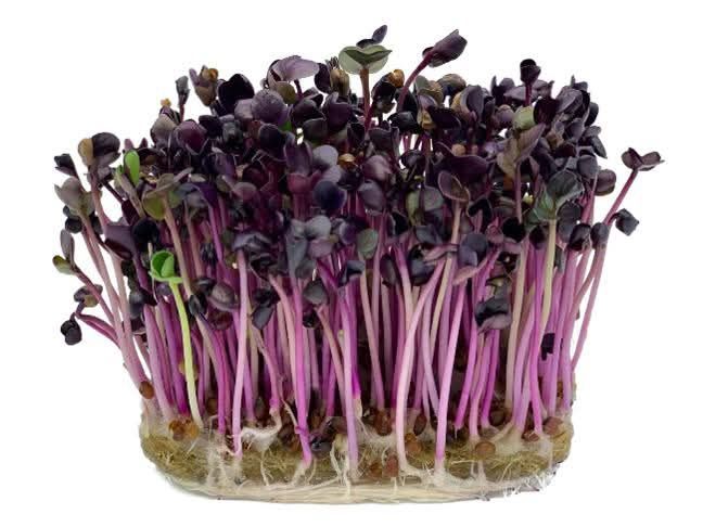 Vând microplante crescute bio