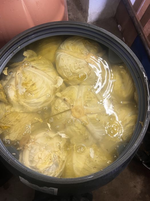 Varză murata de vanzare