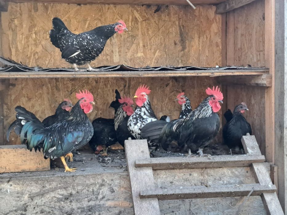 Vând familii de găini americane