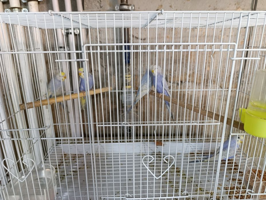 Radujniy qushlar toza qon