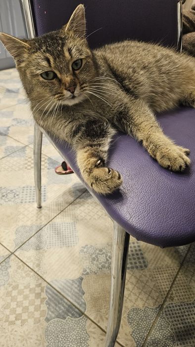 Отдам в добрые руки