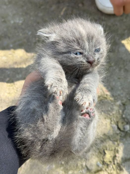 Кошки шотландские