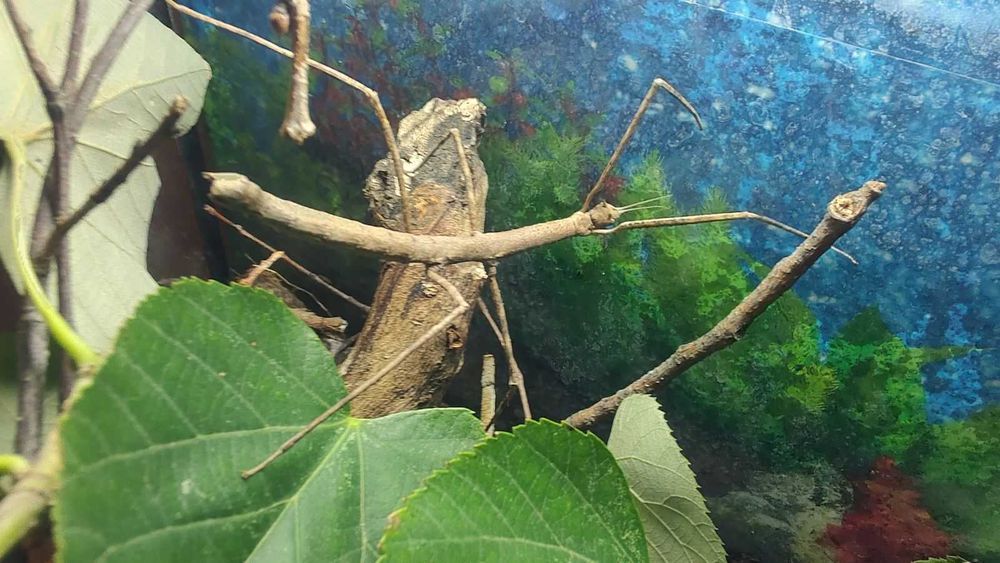 Анамската пръчка  или Annam walking stick - пръчици