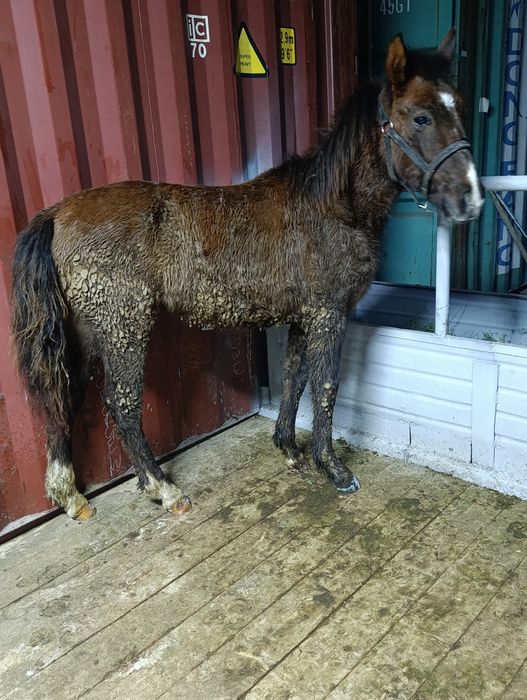 Продам Жабагы Еркек