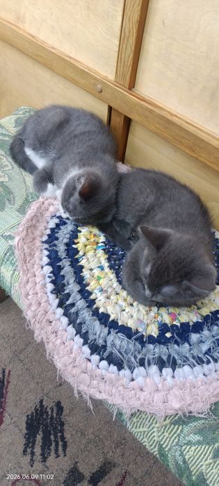Ласковые котята! Бесплатно.