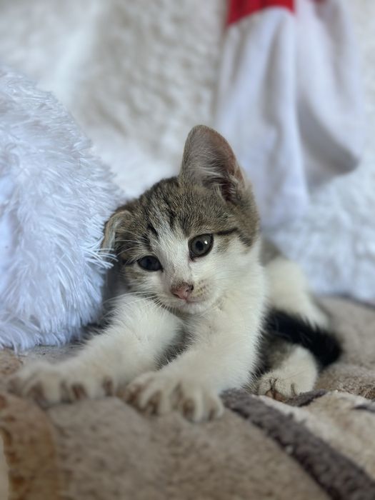 котенок в добрые руки