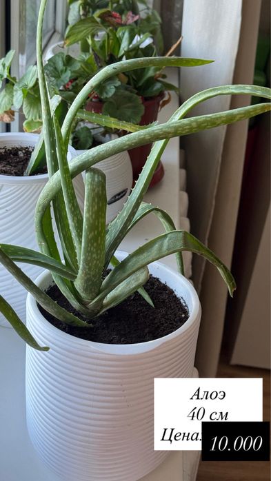 Продам домашние цветы