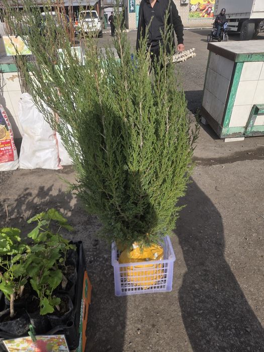 Рассада все вида!