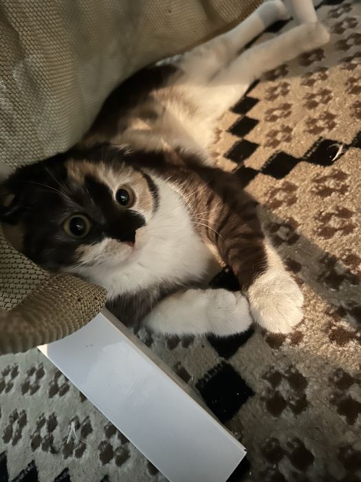 Ищем кота на вязку!