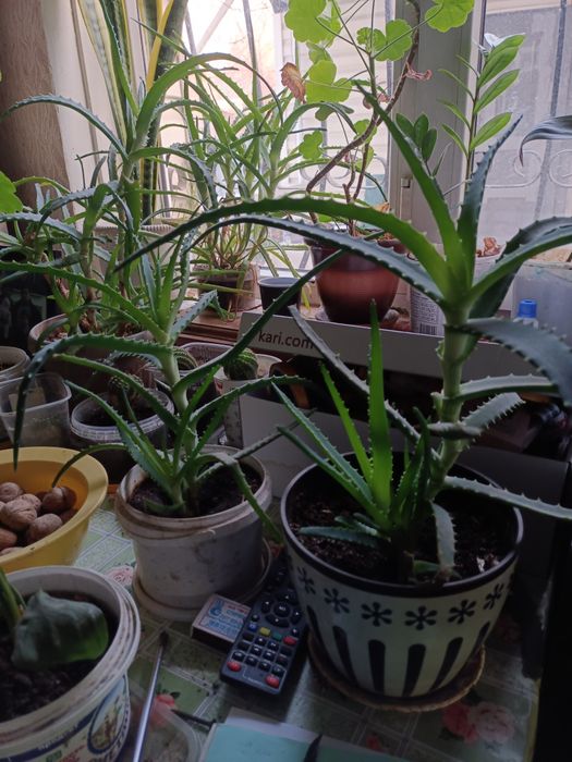 Комнатные цветы Алоэ