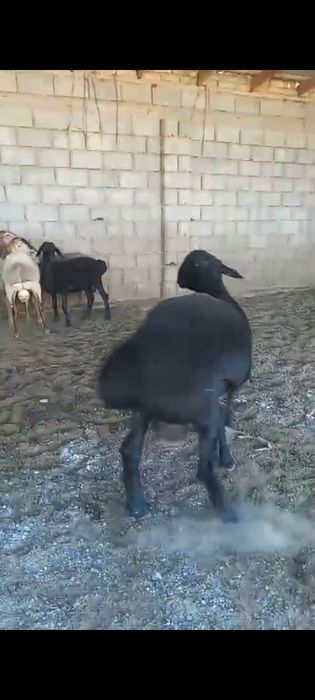 Семиз 1жасар гисар
