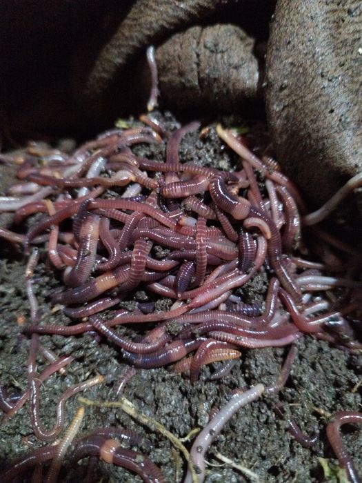 Навозные,земляные черви, красные