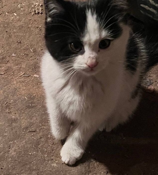 Mushuk hadiyaga beriladi