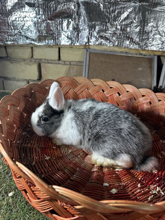 Karlik quyon bolalari