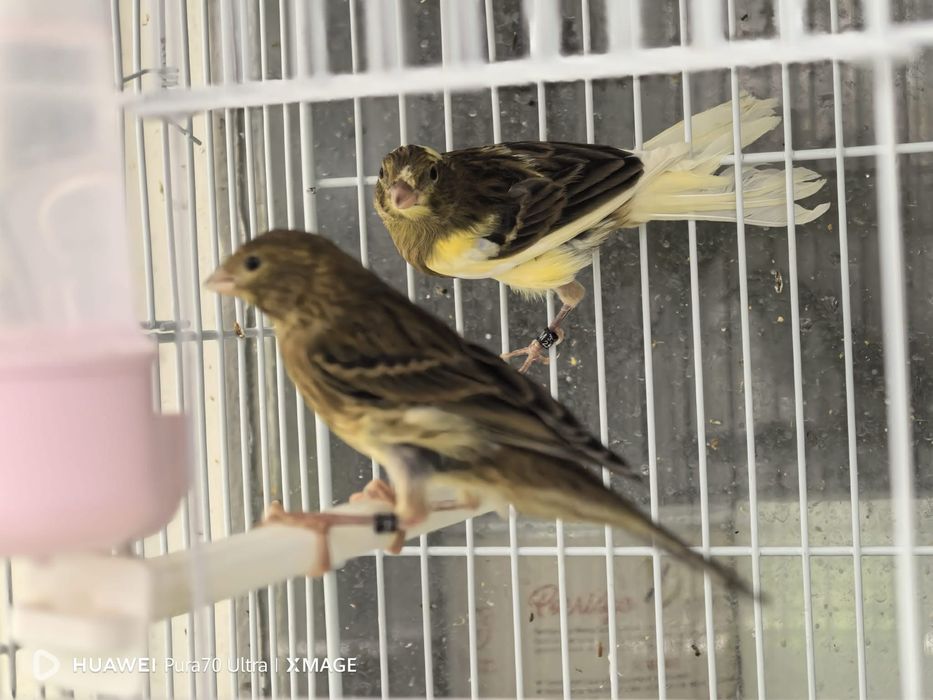 Canari de vanzare