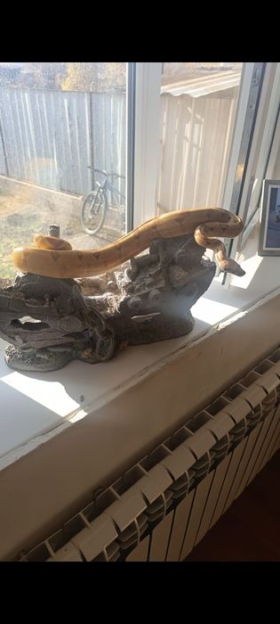 Императорский удав самка