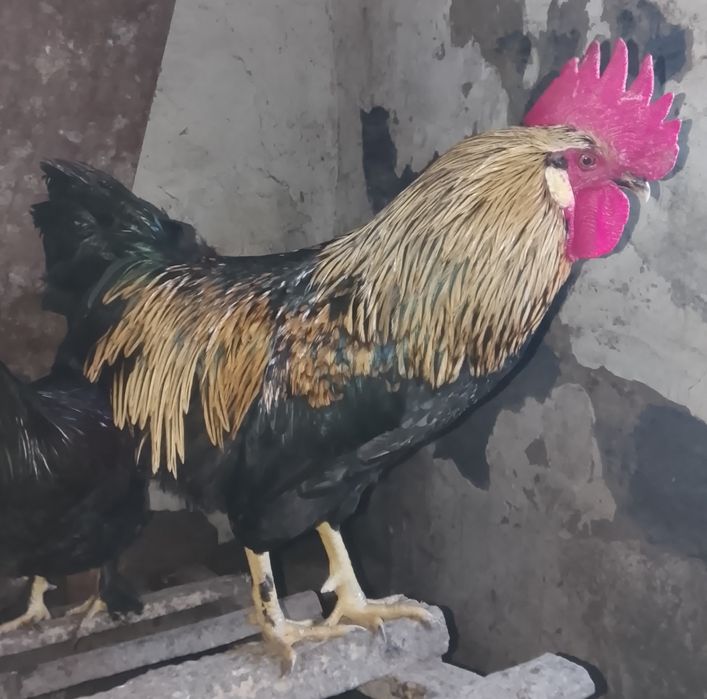 Петухи домашние.