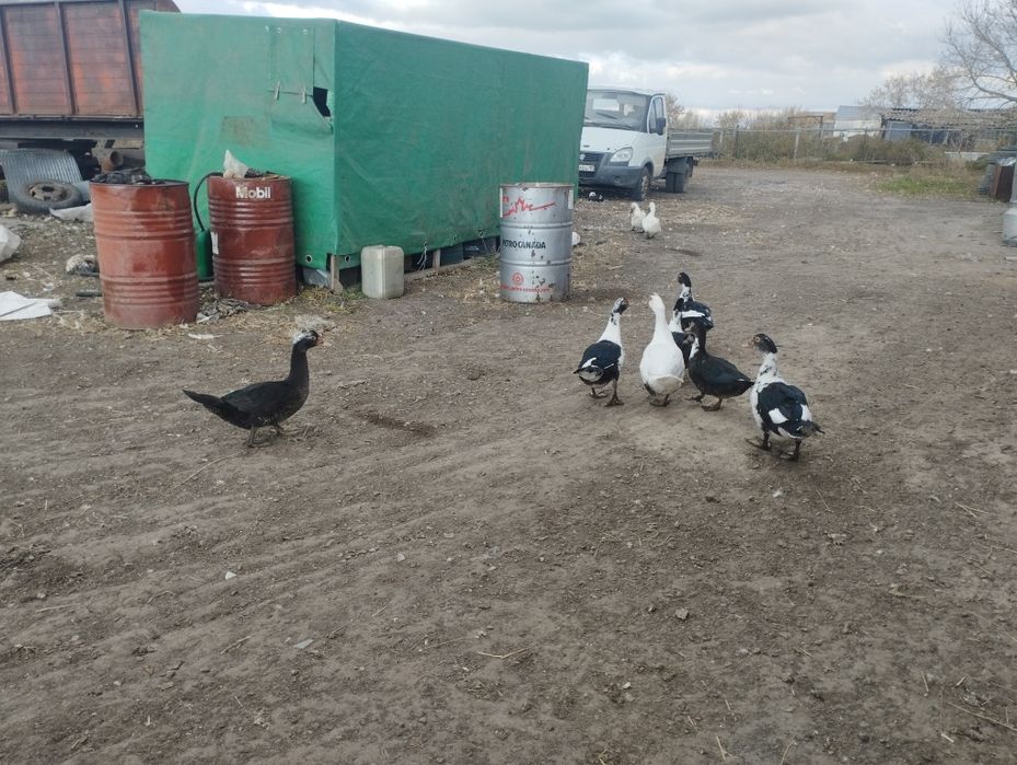 Продам индоуток .