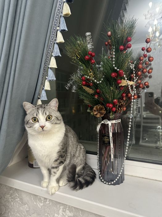 Отдам даром британского кота