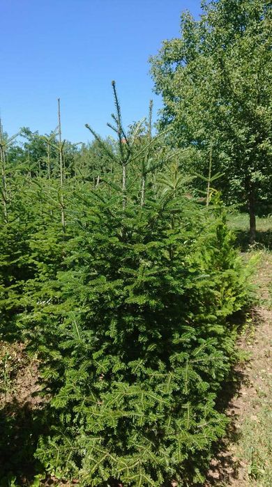 Brazi argintii soi 100% romanesc