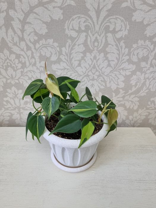 Филодендрон Бразил