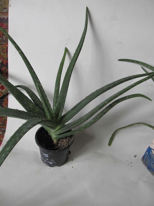 Алоэ лечебный 4-x летний