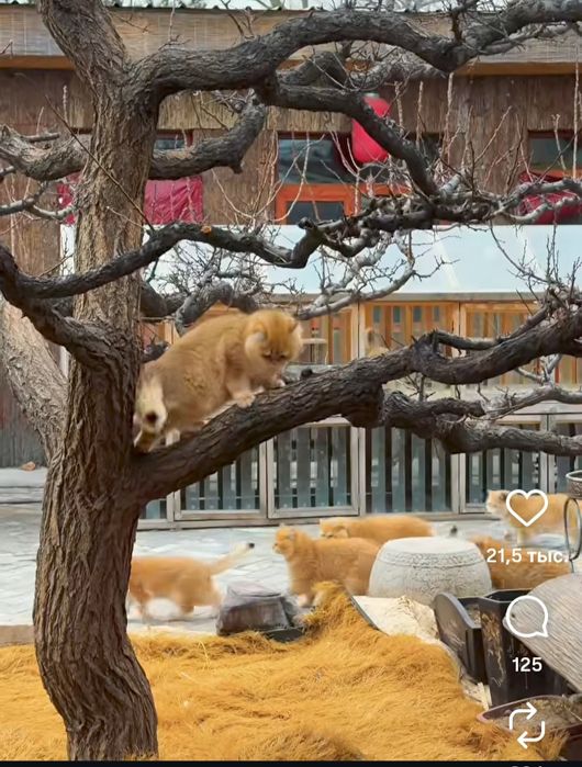 Передержка кошек