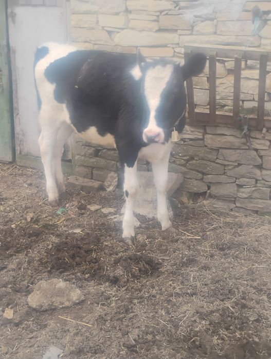 Продавам женско  теле за дамазлък