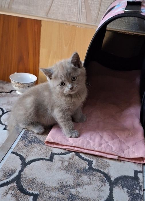 Котята кошка кошечка Mushuk
