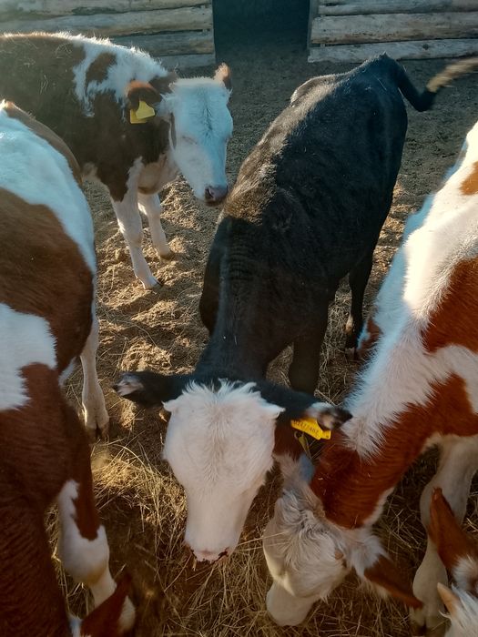 Продам корову с телёнкам