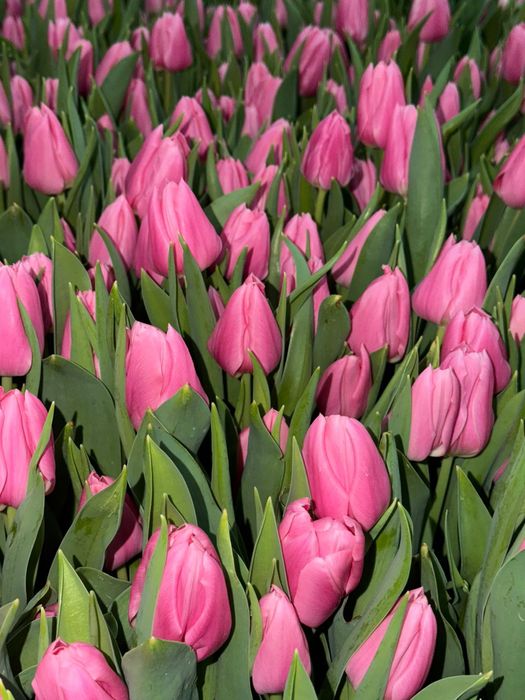 Тюльпаны оптом и в розницу!