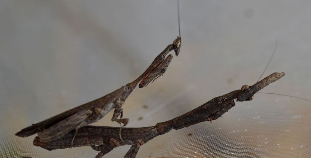 Богомол Phyllothelys breve