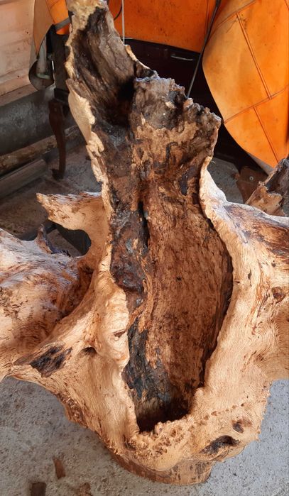 Декорация за градината- 2 корена от Дъб