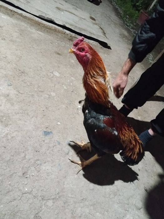 Dakan xoʻroz tuxumlari bor kariya zoti tuxumlari 25000 dan