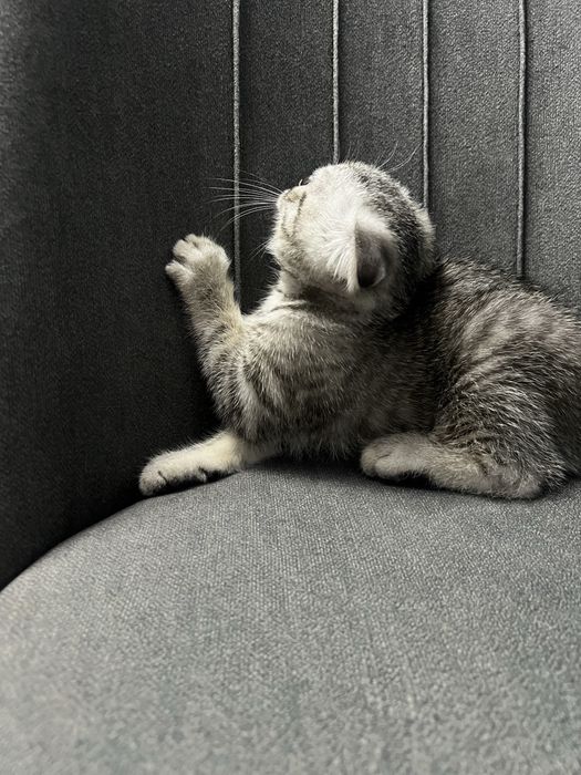 Котенок вислоухий шотландский, породы  Scottish Fold